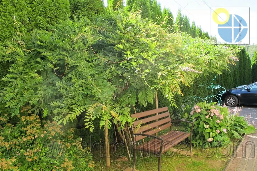 Східниця Вілла Мозола .