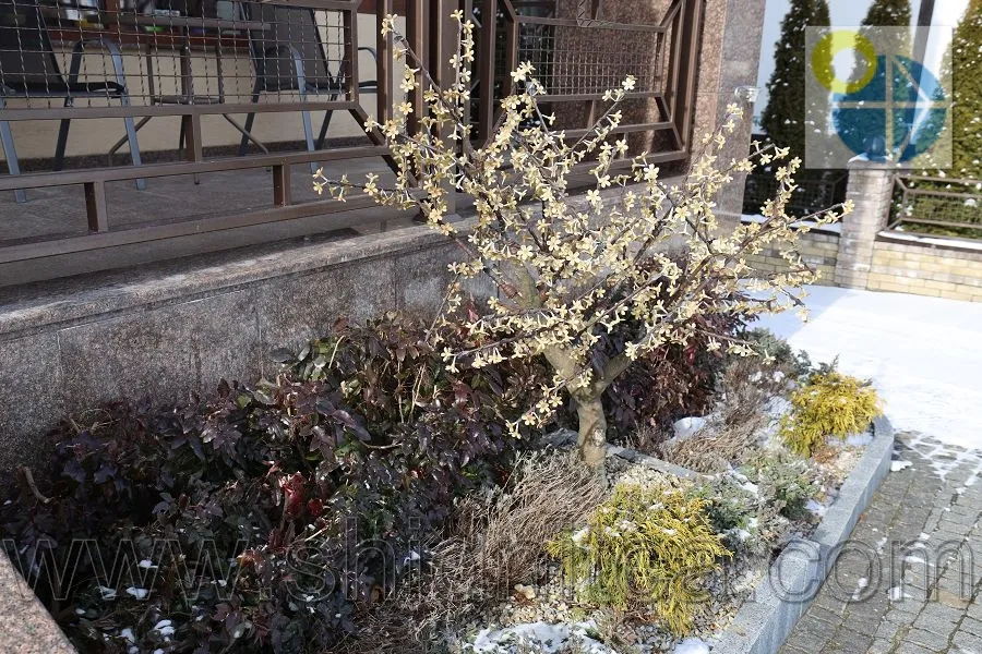 Східниця Готель Фортуна .