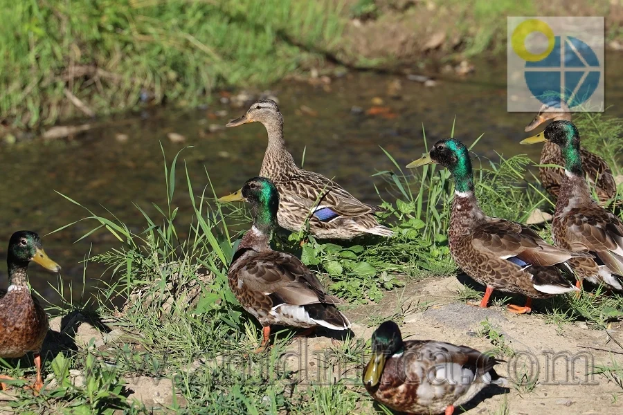 Фото.Східниця.